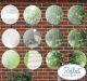 1ft 3in Set of 12 Circular Acrylic Garden Mirrors - by Reflect™