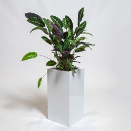 Jardinière Haute Cube Blanc Brillant En Polystone De 80 cm