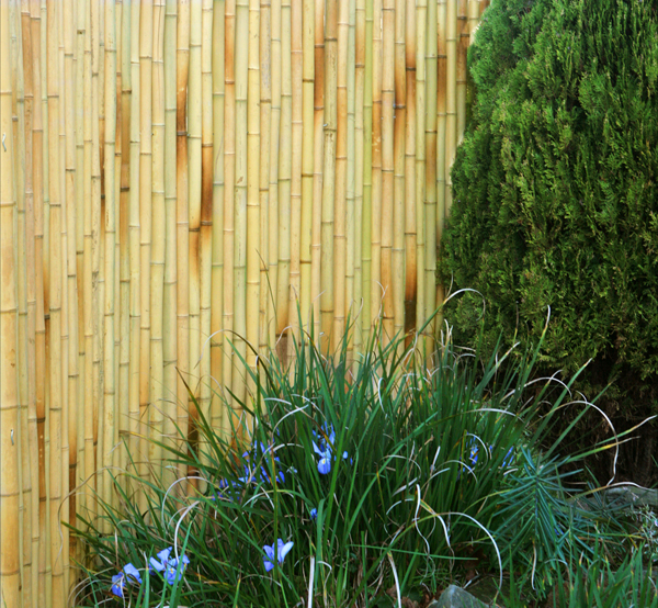 Rouleau de Bambou Epais Blanc pour Cltures 1.9m x H1.8m - Par Papillon