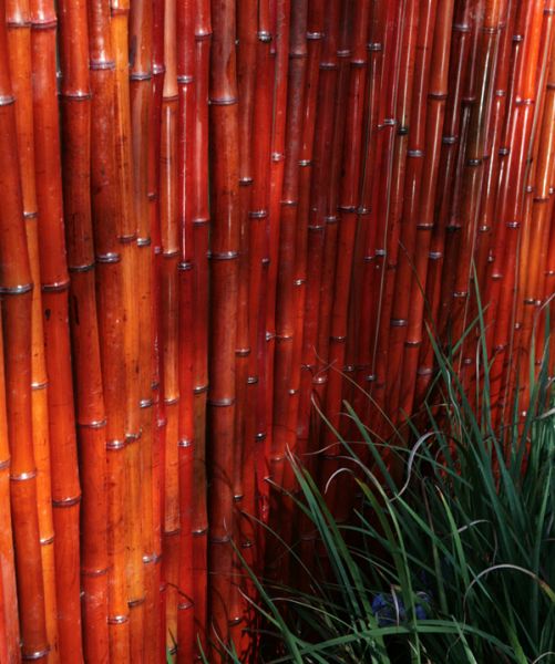 Rouleau de Bambou Epais Rouge pour Cltures 1.9m x H1.8m - Par Papillon